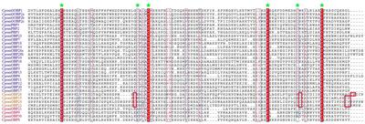 Comparative Genomics Provide Insights Into Function and Evolution of Odorant Binding Proteins in Cydia pomonella